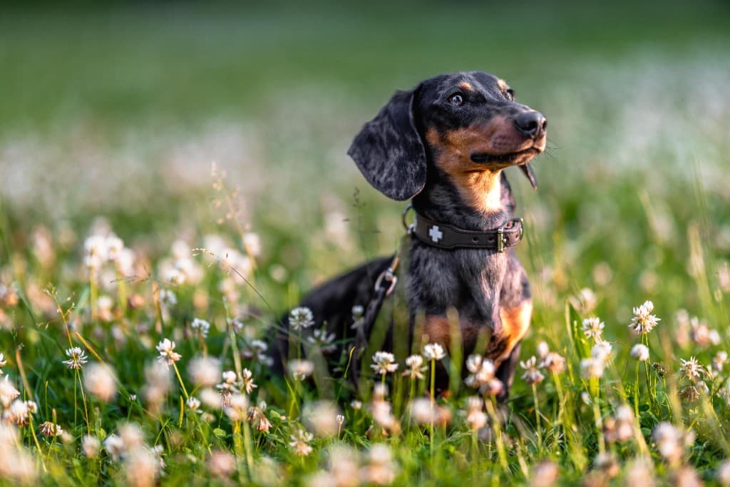 Louis, one of the dogs behind Pawrate