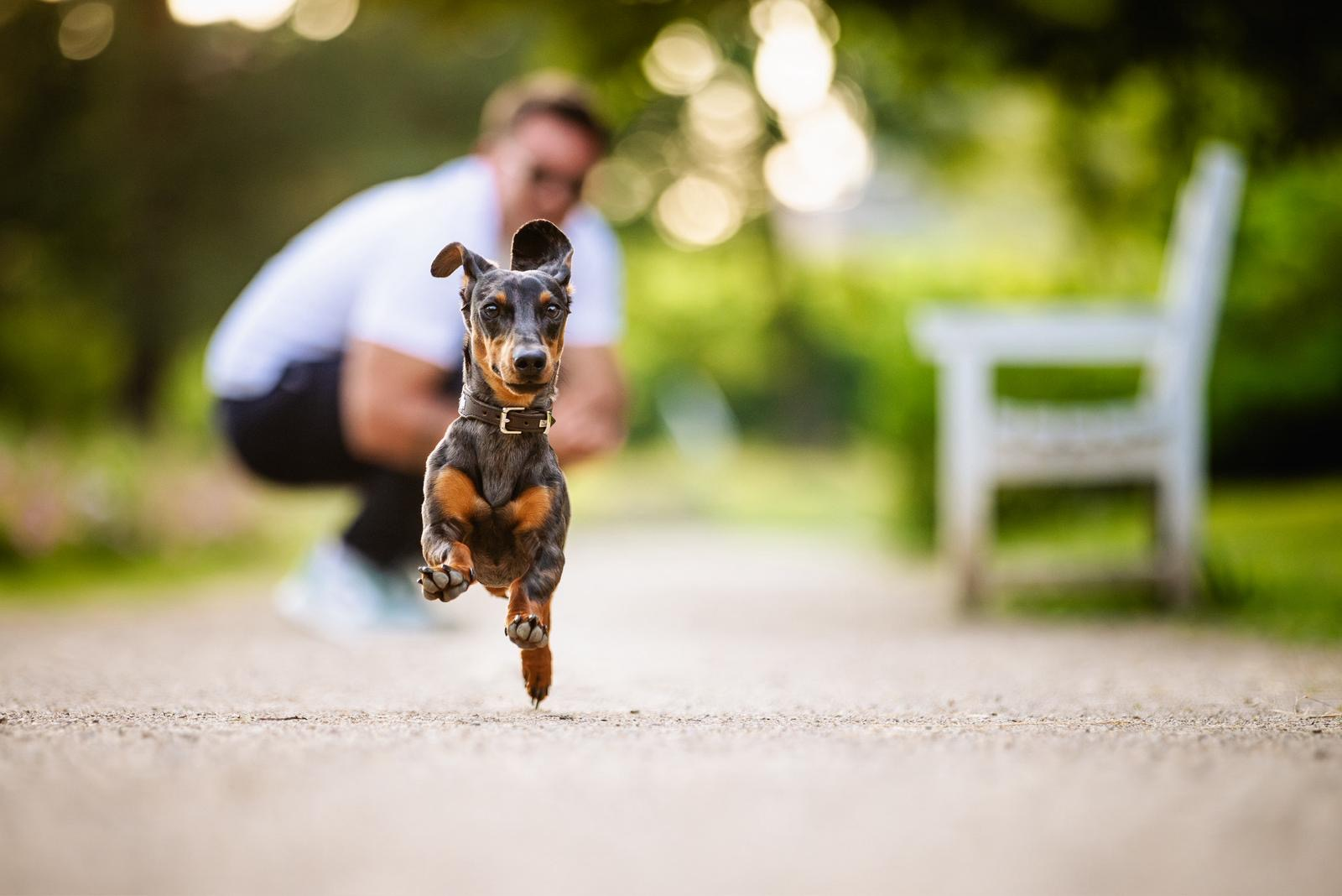 Louis, the dachshund behind Pawrate, running across a meadow.